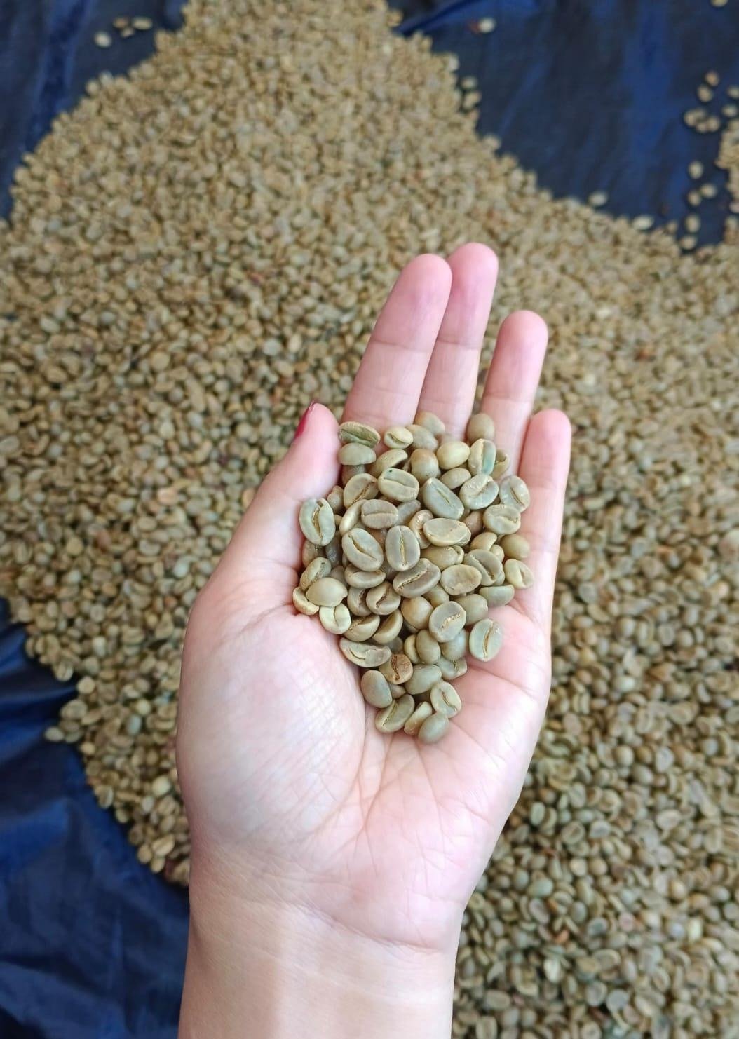 Green Coffee Beans
